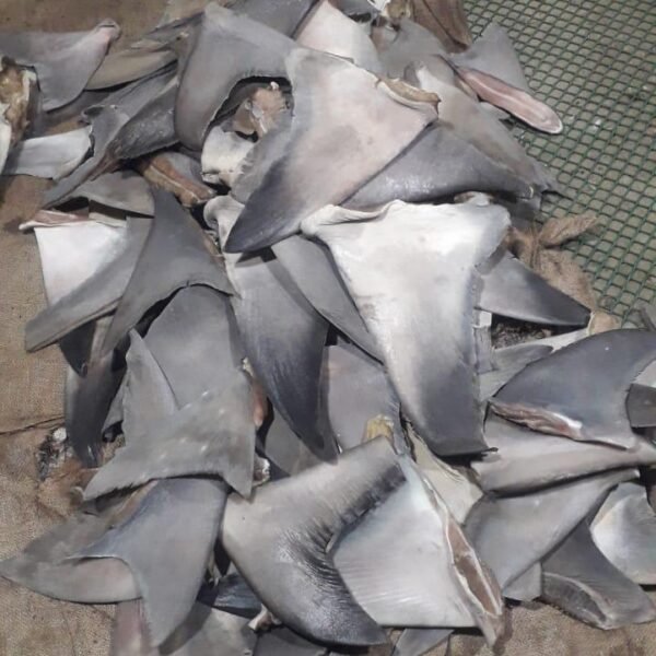 Shark Fins Dry