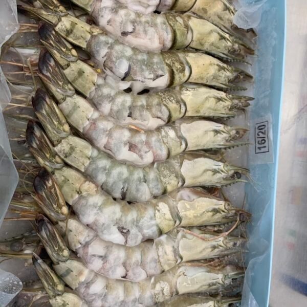 Shrimp / Prawns